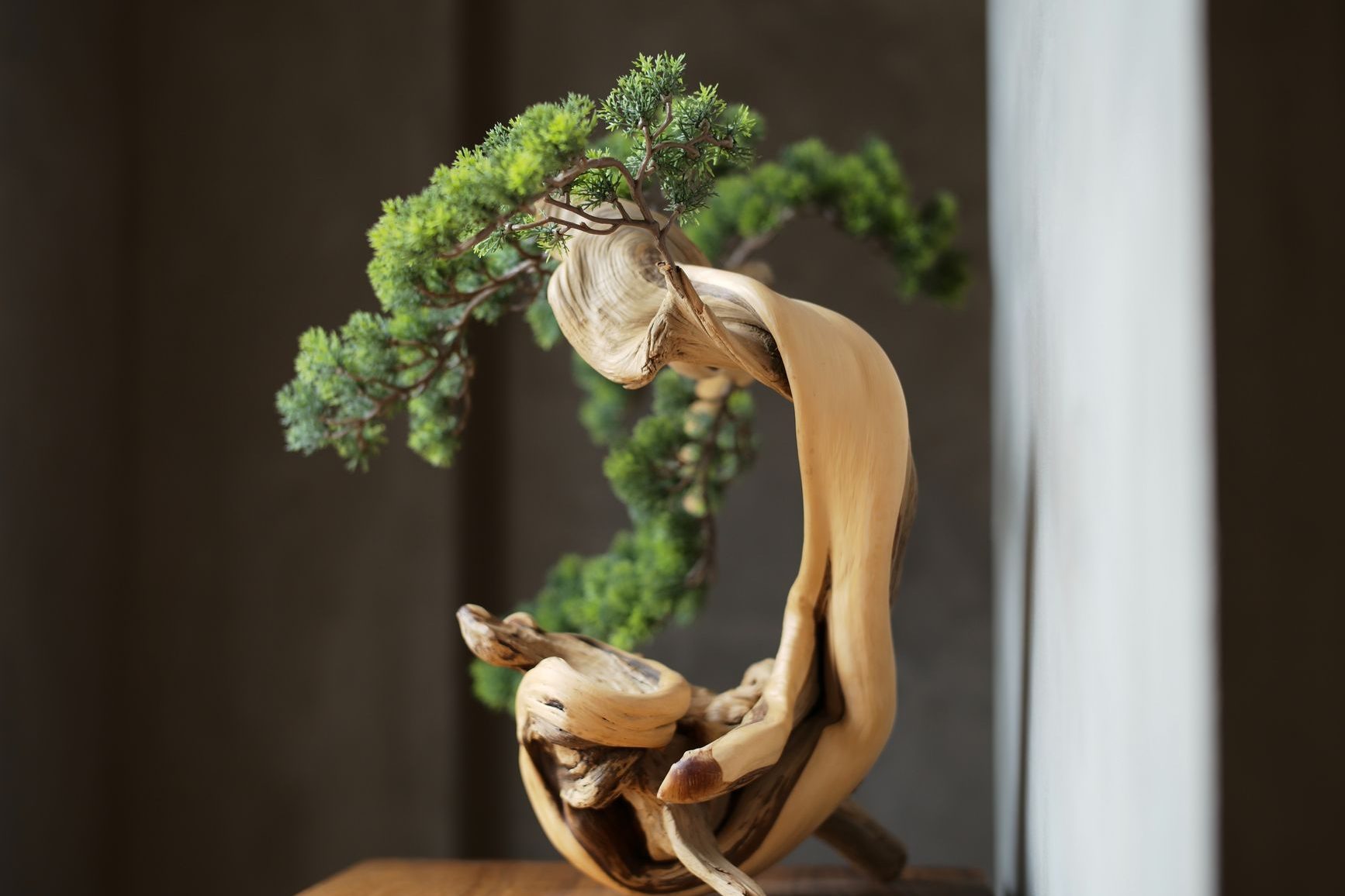 a Japanese bonsai tree in an aesthetic minimalistic picture